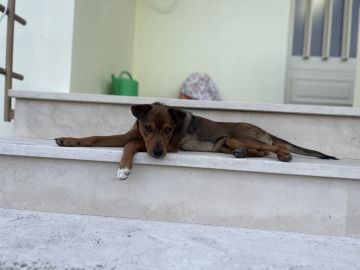 Hotel para Cães