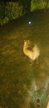 Hotel para Cães