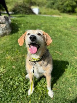 Hundepension - Haustierbetreuung und Tierpension