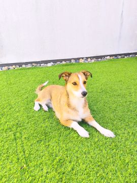 Hotel para Cães
