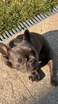 Hotel para Cães
