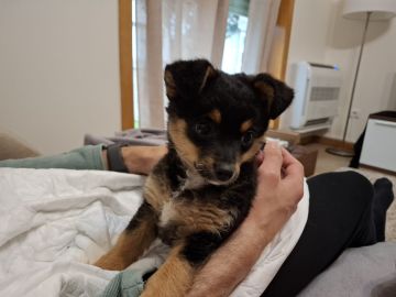 Hospedaje de perros