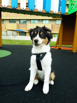 Hotel para Cães