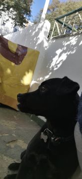 Hotel para Cães
