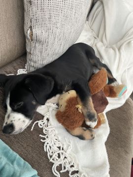 Hotel para Cães