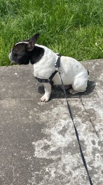 Hotel para Cães