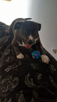 Dog Hotel - Pets