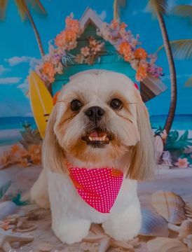 Dog Hotel