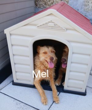 Pension pour chiens