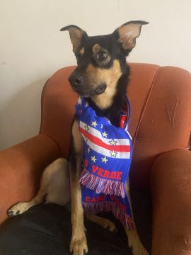Hotel para Cães