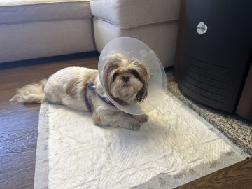 Hotel para Cães