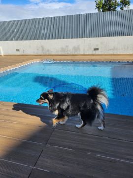 Dog Hotel