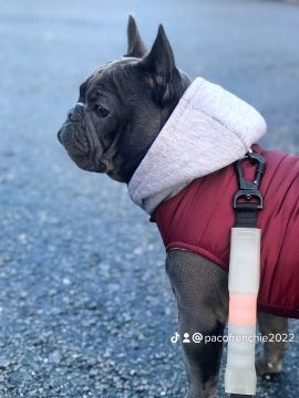 Hotel para Cães