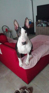 Dog Hotel