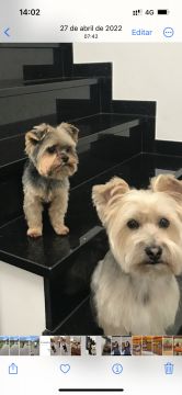 Dog Hotel