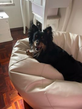 Hotel para Cães