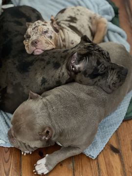 Hotel para Cães - Hotel e Creche para Animais