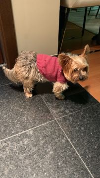 Hotel para Cães