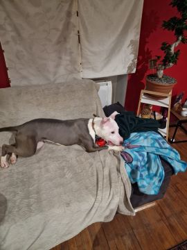 Dog Hotel