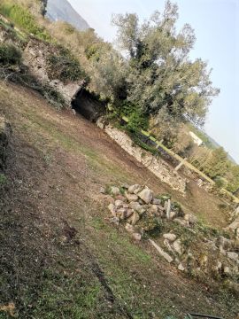 Podador de Árvores