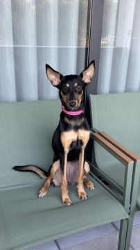 Hotel para Cães