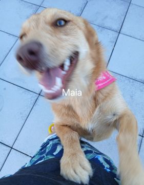 Pension pour chiens