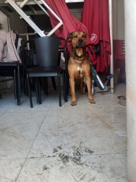 Dog Hotel