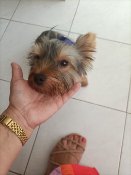 Hotel para Cães
