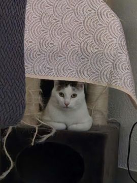 Hotel para Gatos