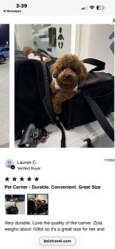 Creche para Cães
