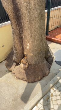 Jardinagem e Relvados