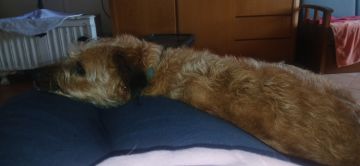Hotel e Creche para Animais