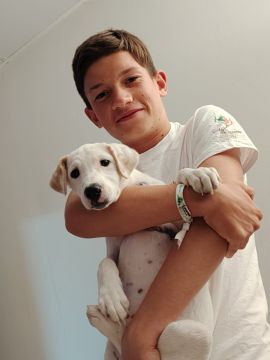 Hotel para Cães
