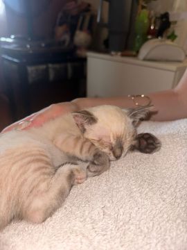 Hotel para Gatos