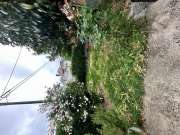 Gardening - Lawncare