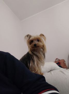 Hotel para Cães