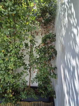 Jardinagem