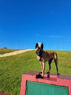 Hotel para Cães
