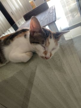 Hotel e Creche para Animais
