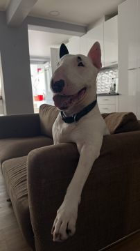 Hotel para Cães
