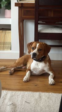 Hotel para Cães