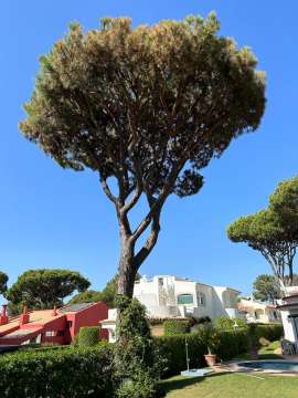 Tree Trimmer