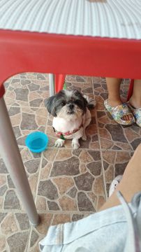 Hotel para Cães
