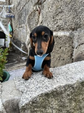 Hotel para Cães