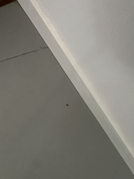 Desinfestação e Desbaratização - Casa