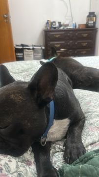 Dog Hotel