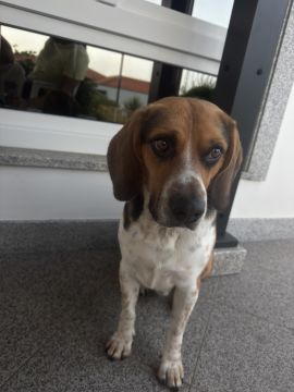 Hotel para Cães