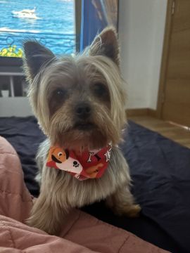 Hotel para Cães