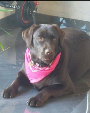 Hotel para Cães