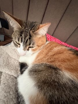 Hotel para Gatos
